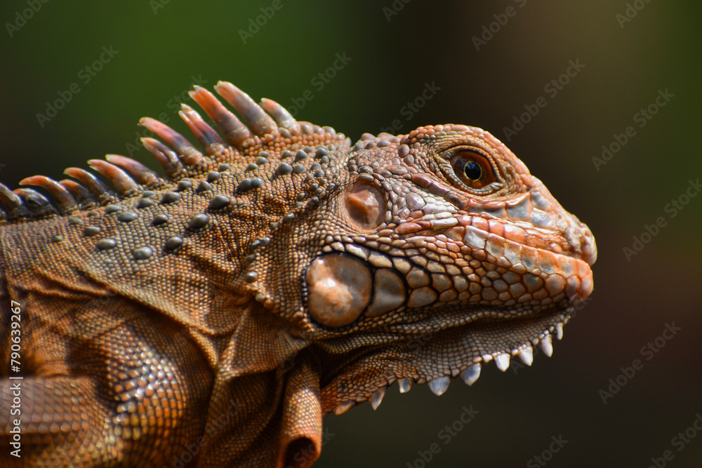 A master of disguise! This chameleon is always one step ahead. A master of disguise! This chameleon is always one step ahead.