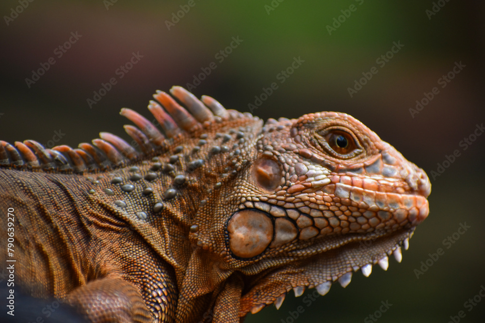 A master of disguise! This chameleon is always one step ahead. A master of disguise! This chameleon is always one step ahead.