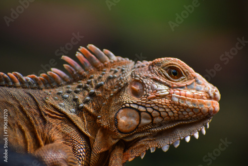 A master of disguise! This chameleon is always one step ahead. © Amara Manikanta