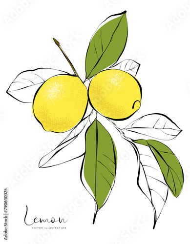 1470_Vector illustration of lemon tree twig with lemon fruits and leaves