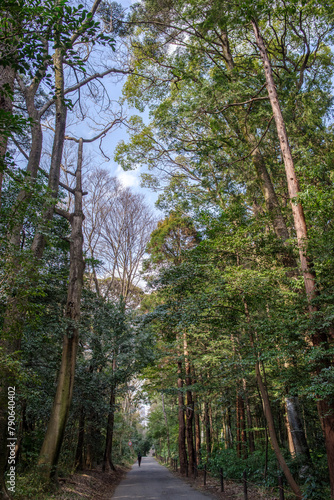 明治神宮の美しい杜の風景