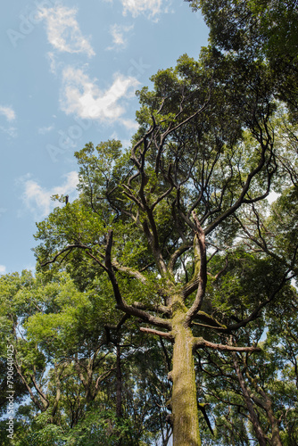明治神宮の美しい杜の木々と空