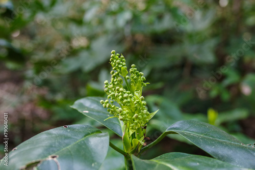 明治神宮のアオキが芽を出している