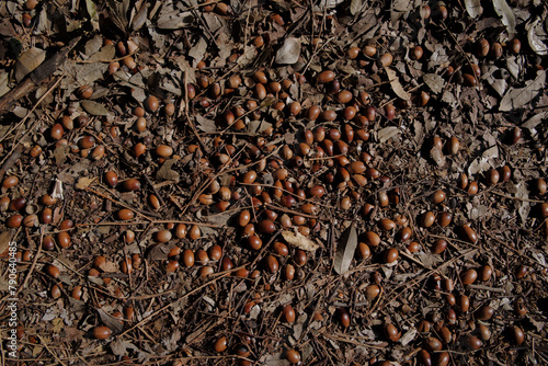 明治神宮の美しいどんぐりたち