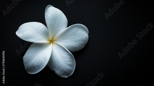 A white flower with five petals against a black background. photo