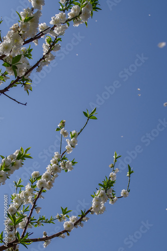 東京港区赤坂氷川公園でハナモモの花吹雪