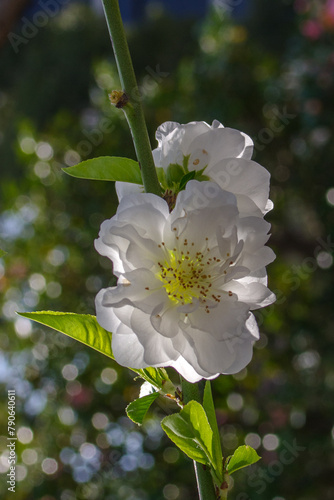 東京港区赤坂氷川公園のハナモモ