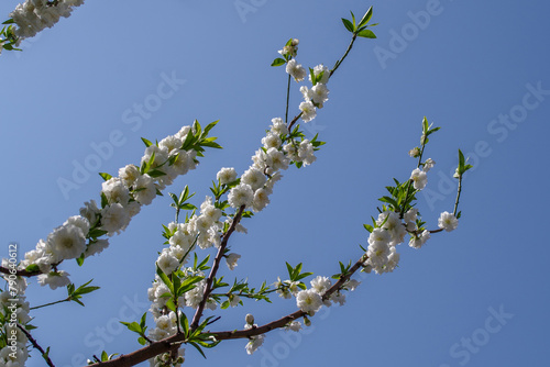 東京港区赤坂氷川公園のハナモモ
