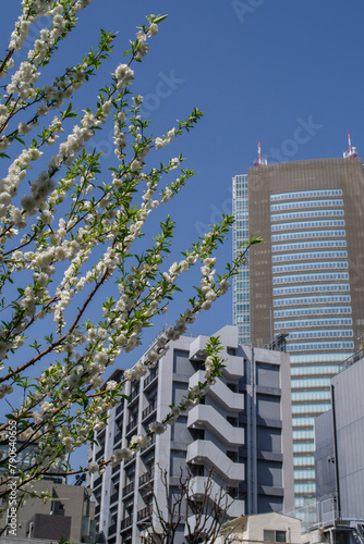 東京港区赤坂氷川公園のハナモモと都市風景