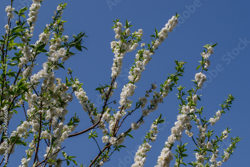 東京港区赤坂氷川公園のハナモモと青空