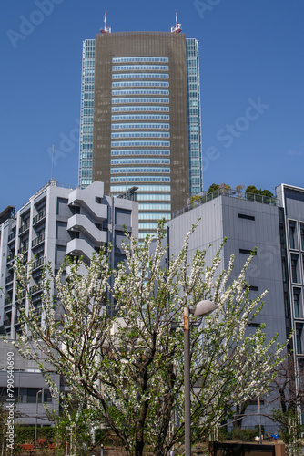 東京港区赤坂氷川公園のハナモモと都市風景