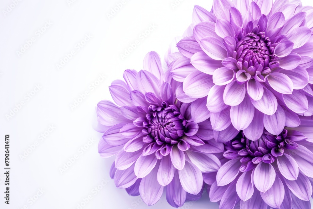 Close-Up View of Vibrant Purple Dahlia Flowers Against a Clean White Background