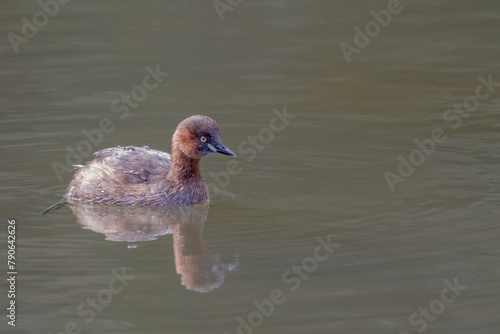 明治神宮御苑のカイツブリ子ども