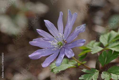 明治神宮御苑の美しいアネモネ