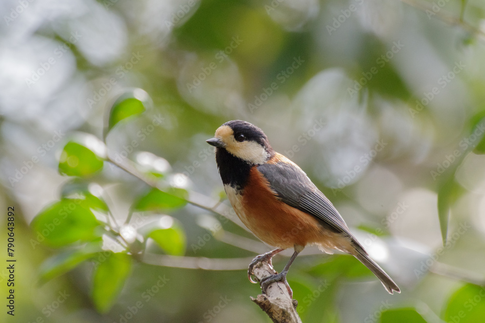 明治神宮御苑のヤマガラ