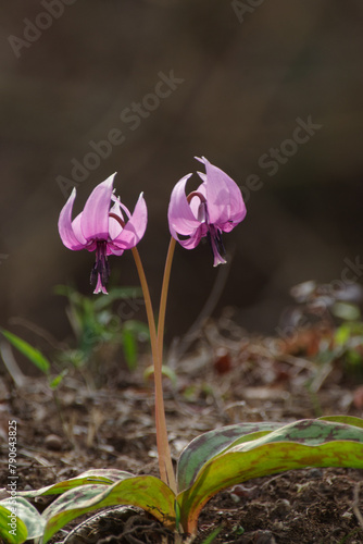 明治神宮御苑に咲く美しいカタクリ