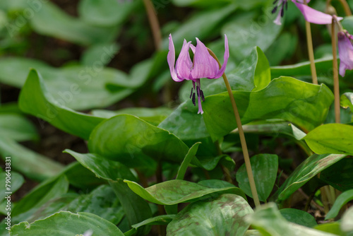 明治神宮御苑に咲く美しいカタクリ