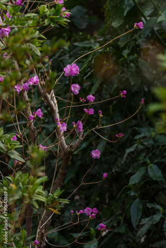明治神宮御苑に咲く美しいヤマツヅジ