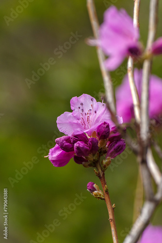明治神宮御苑に咲く美しいヤマツヅジ