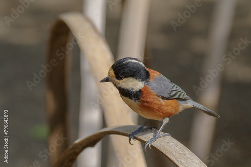 明治神宮御苑のヤマガラ