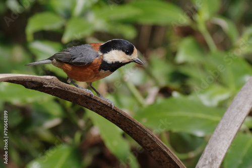 明治神宮御苑の美しいヤマガラ
