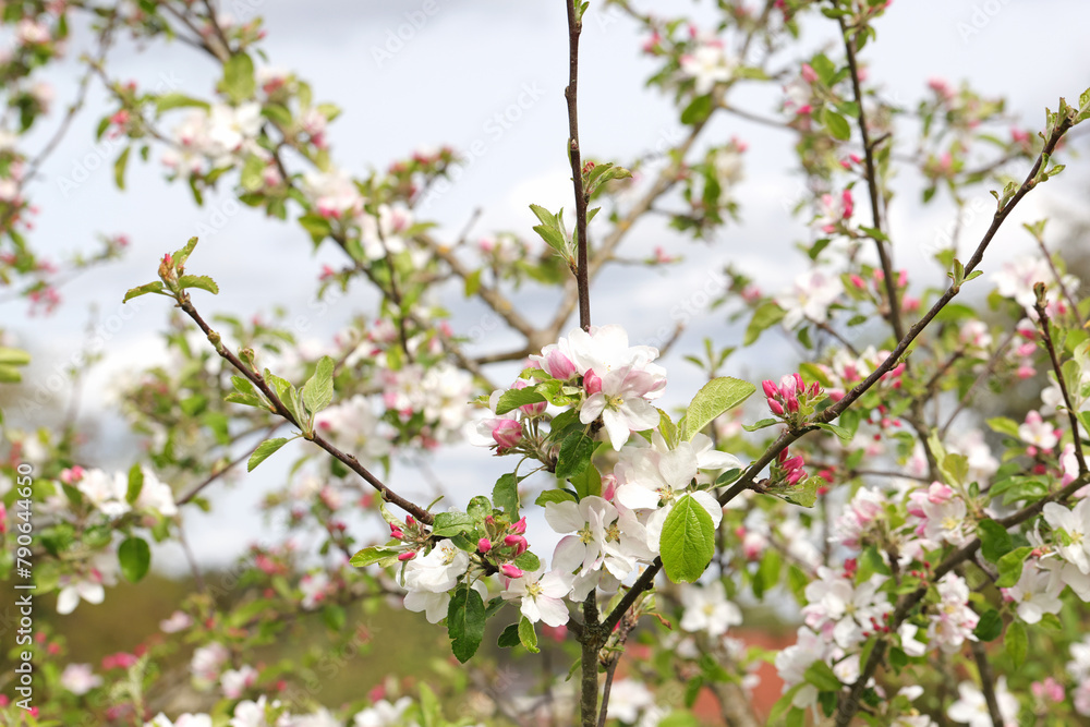Zweige blühender Wildapfelbäume mit frischen Blüten und Blättern Zweige blühender Wildapfelbäume mit frischen Blüten und Blättern