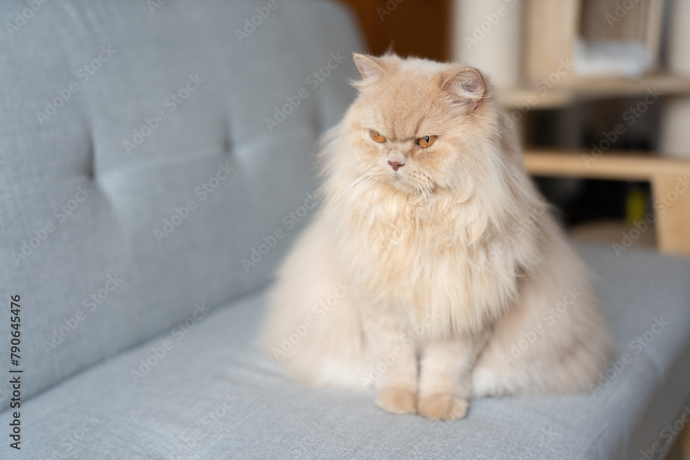 Cute chubby yellowish British longhair cat expression looks a little angry because the owner didn't give him a snack