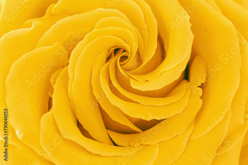 Yellow rose flower background  flowery aesthetic nature close up pattern  botanical design background  floral top view photo  macro petals of blooming roses  beauty nature wallpaper  gradient
