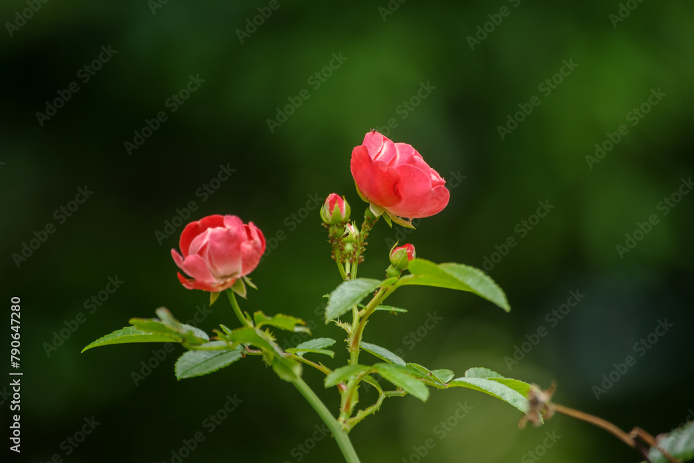 こぶりの薔薇の花