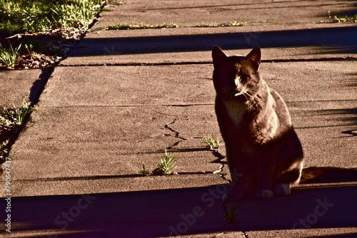 Ally Cat seeking Feed, Canyon, Texas in the panhandle near Amarillo.