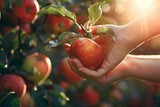 Male Hand Picking Apple from Tree - Far Shot. Generative AI. Beautiful simple AI generated image in 4K, unique.