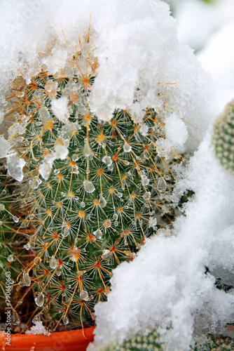 snowfall on the cactus in april