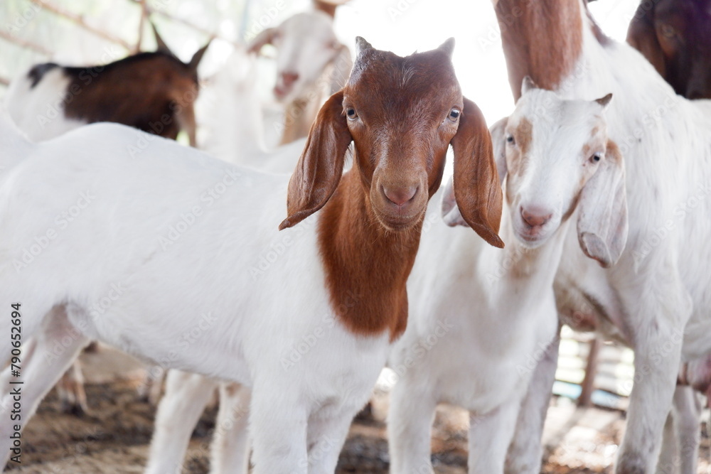 Herd of goats on the farm The goat is on the farm. Herd of goats on the farm The goat is on the farm.