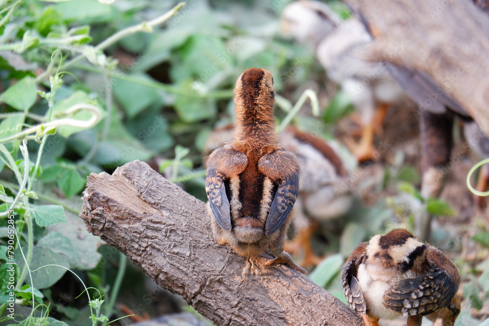 Obraz premium Chicks or chicks walking on the grass.