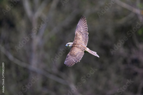 Saker falcon flying in The Bohemian Moravian Highlands.