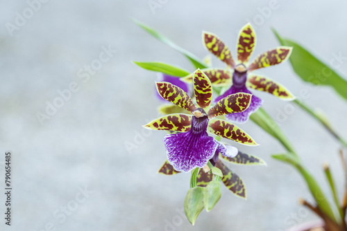 Inflorescence of a Zygopetalum Orchid. Copy space.