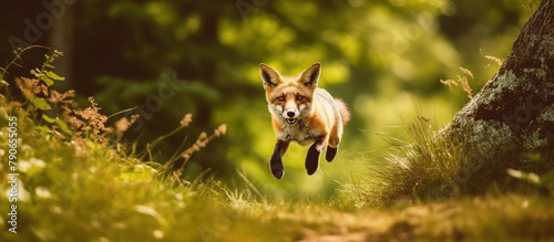 Red Fox jump hunting, Vulpes vulpes photo
