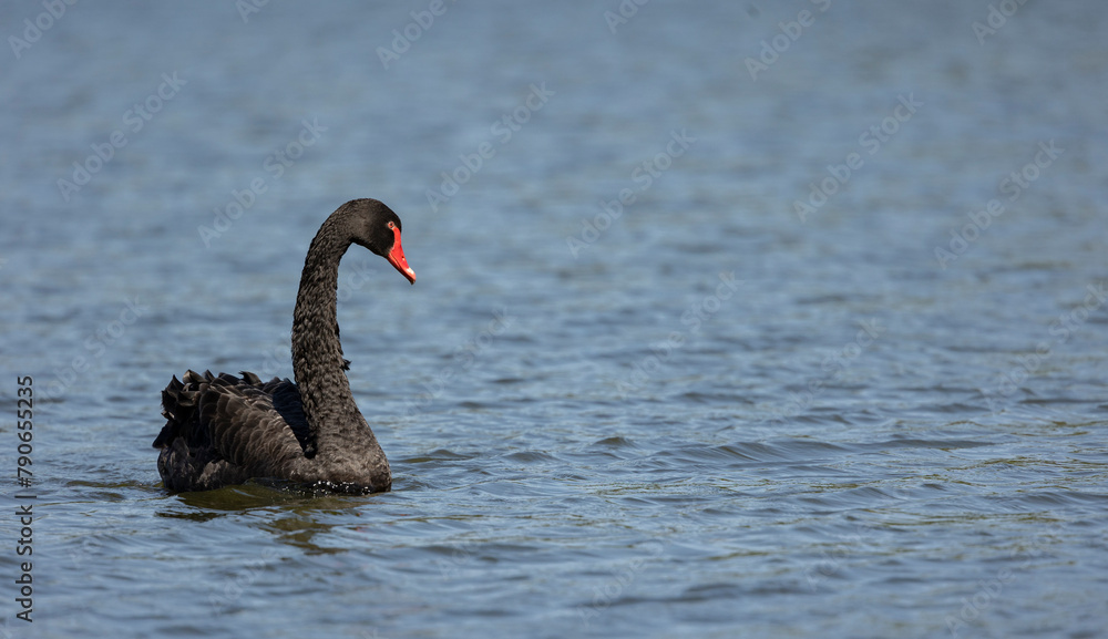 Fototapeta premium Black swan, Cygnus atratus,