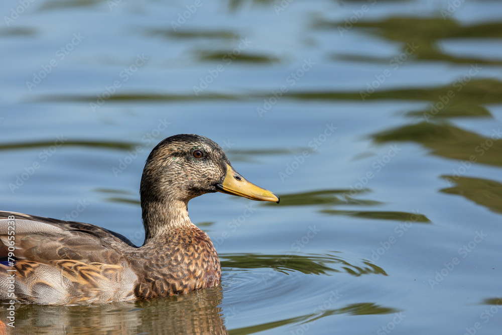 Anas platyrhynchos, Mallard. Wild bird in a natural habitat. Anas platyrhynchos, Mallard. Wild bird in a natural habitat.