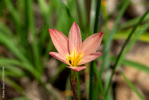 Apricot and yellow rain lily (zephyranthes (sunset strain)) flower with small black beetle