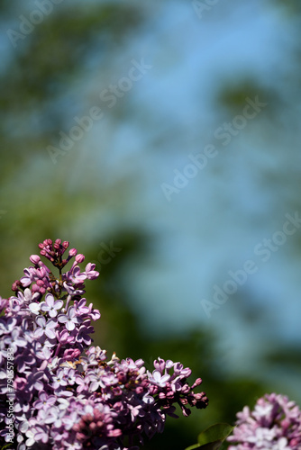 Super Gartenarbeit mit leuchtenden Blüten Pflanzen im Frühling zwischen Ostern und Pfingsten in Deutschland mit Dekorativem Textfreiraum