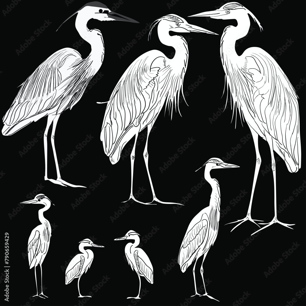 Fototapeta premium seven herons sketches collection isolated on black