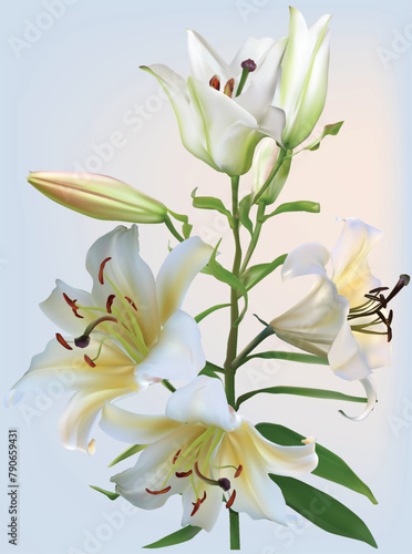 white lily four blooms flower on light blue background