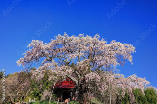 上石の不動桜