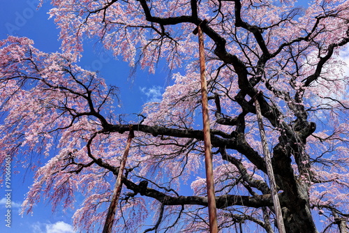 紅枝垂地蔵桜