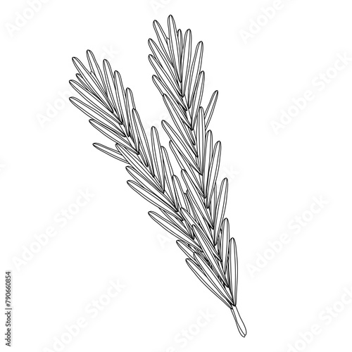Branches of rosemary, healthy food icon, doodle style flat vector outline for coloring book