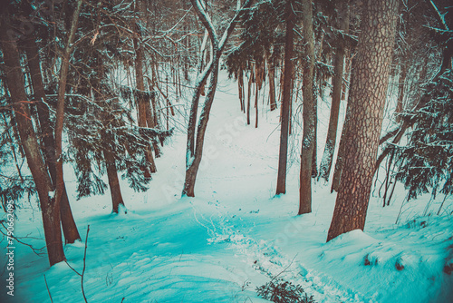 Whispering Pines Trail