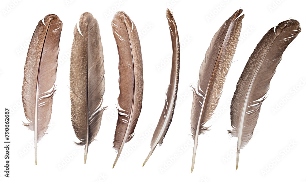 Obraz premium crane long six brown feathers isolated on white