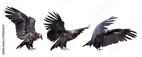 three Cinereous vultures with open wings isolated on white photo