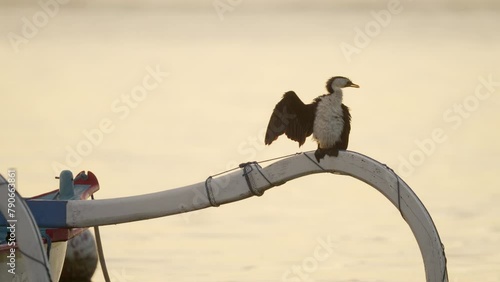 little Pied Cormorant, phalacrocorax melanoleucos, bird spreading wings on boat at sunrise photo